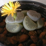  - Lithops