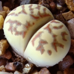  - Lithops