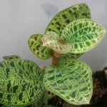 Макодес - Macodes