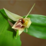 Макодес - Macodes