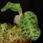 Макодес - Macodes