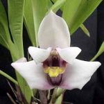  - Maxillaria