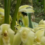 Максиллярия - Maxillaria