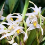 Максиллярия - Maxillaria