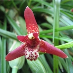 Максиллярия - Maxillaria