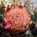  - Melocactus