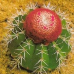 - Melocactus