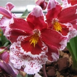 Мильтония - Miltonia