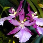 Мильтония - Miltonia