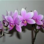 Мильтония - Miltonia