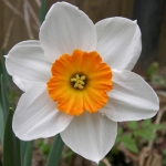 Нарцисс - Narcissus