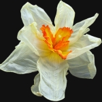 Нарцисс - Narcissus