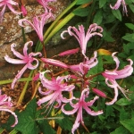 Нерина Боудена