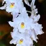  - Odontoglossum
