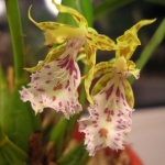 Одонтоглоссум - Odontoglossum