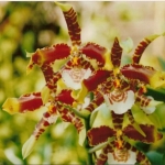 Одонтоглоссум - Odontoglossum