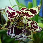 Одонтоглоссум - Odontoglossum