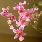  - Oncidium