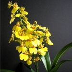  - Oncidium