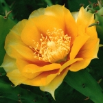   - Opuntia 