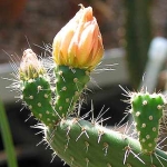   - Opuntia 
