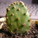   - Opuntia 