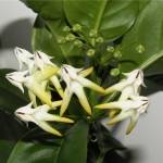 ,   - Parthenocissus