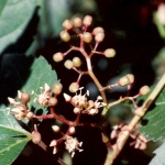 Партеноциссус, девичий виноград - Parthenocissus