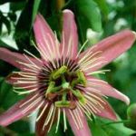 Страстоцвет-Passiflora