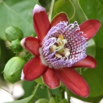 -Passiflora