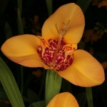 Павония - Pavonia