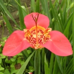 Павония - Pavonia