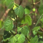 Павония - Pavonia