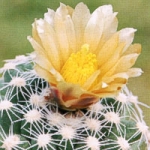  - Pediocactus