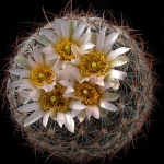  - Pediocactus