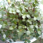 Пеллея - Pellaea