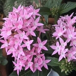 Пентас - Pentas