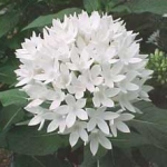 Пентас - Pentas