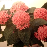 Пентас - Pentas