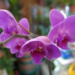 Фаленопсис - Phalaenopsis