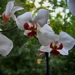 Фаленопсис - Phalaenopsis