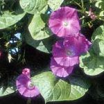  - Pharbitis (Ipomea)