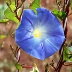 Фарбитис - Pharbitis (Ipomea)