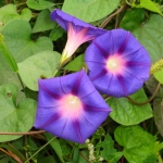 Фарбитис - Pharbitis (Ipomea)