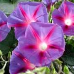 Фарбитис - Pharbitis (Ipomea)