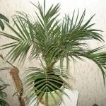 Финиковая пальма - Phoenix