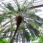 Финиковая пальма - Phoenix