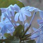  - Plumbago