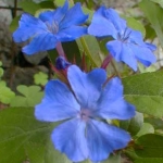 Плюмбаго - Plumbago