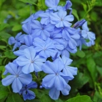 Плюмбаго - Plumbago